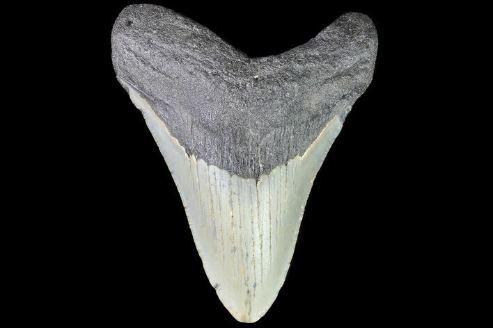 Bargain, Megalodon Tooth - North Carolina #83910